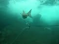 peche sous marine à Théoule sur Mer