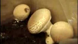 Mushroom Time Lapse