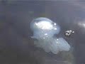 MeDuZa UrIaSA