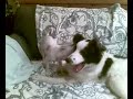 Dogbook Movie: Rocky og Kompis Dogbook Movie: Rocky og Kompis