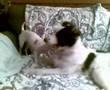 Dogbook Movie: Rocky og Kompis
