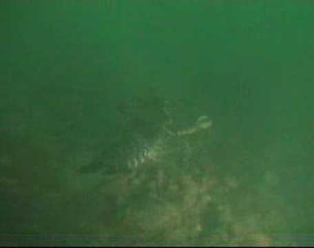 Diving the Fishbourne and the ...