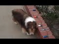 awesome,fast,flip