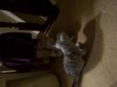 Little Mo Little Mo