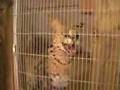 Genesis Wildlife Rehabilitation Center