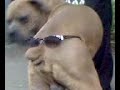 Face Like A Dogs Ass Face Like A Dogs Ass