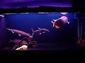 5ft comm tank Asian Arowana RTG, African Tigerfish, Datnoid 5ft comm tank Asian Arowana RTG, African Tigerfish, Datnoid