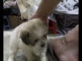 可爱的狗狗