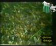 Nueva Chicago 5 vs Boca Jrs 0 (1-11-1983)