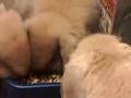 Munching bunnies