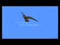 fastest animal in the world fastest animal in the world