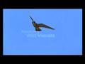 fastest animal in the world