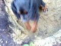cocker spaniel