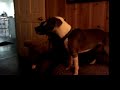 Silvee and Iris wrasslin'