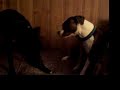 Silvee and Iris wrasslin'