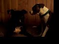 Silvee and Iris wrasslin'