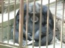 Chimp and his especial game :D   Pécs