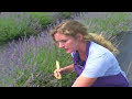 A Guide to Lavender : Pruning Lavender A Guide to Lavender : Pruning Lavender