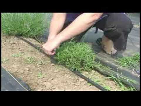 how to replant lavender plants