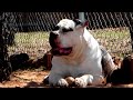 100% Johnson American Bulldog 100% Johnson American Bulldog