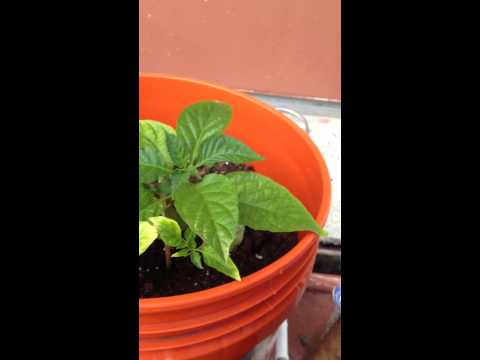 how to grow bhut jolokia peppers
