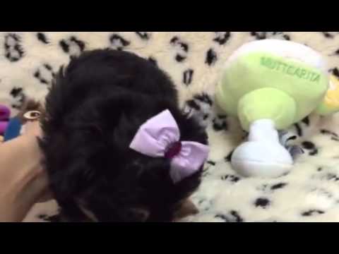 cute as a button, unique morkie-poo female