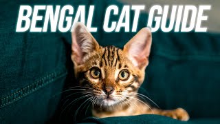 ULTIMATE Guide to Bringing home YOUR BENGAL CAT!