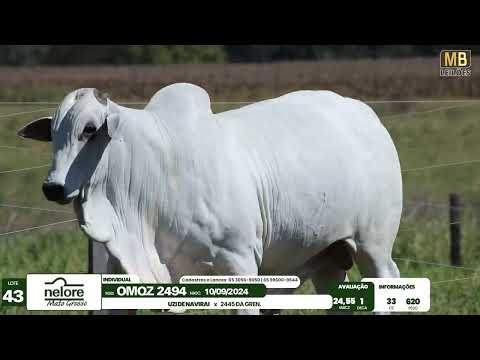 LEIL�O NELORE MATO GROSSO E ASSOCIADOS