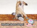 Ultra Kawaii - Upside Down Dogs!