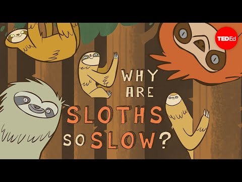Why are sloths so slow? Thumbnail