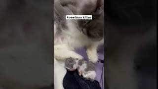 #Persian Cat Hailey's Newborn Baby😻#shorts