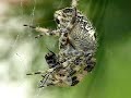 Macrofotoグラフia - Spider con cattura preda
