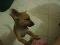 Our Dog