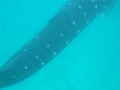 Whale Shark 1