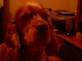 videos de Buster Alone Astray A Dog
