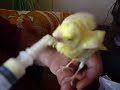 King13870 - ترويض فرخ الكناري