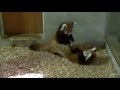 赤ちゃんレッサーパンダのパンダアタック Panda Attack by baby Red panda. - YouTube