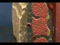 Small Intestines Histology Model - Muscularis & Serosa