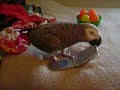 African Grey and the cell phone African Grey and the cell phone