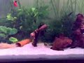 akvaryum aquarium guppy molly wels platy arap sukru akvaryum aquarium guppy molly wels platy arap sukru