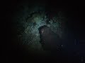 2 cuttlefish 2 cuttlefish