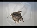 OLIMPO CARDENAS - ALONDRA FUGITIVA.wmv