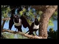 pajaros pajaros