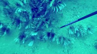 Lionfish are Ripping the Pensacola Ecosystem Apart