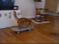Click here to watch this video Mick the Skateboarding Cat: Video 1