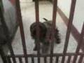 videos de Perros bravos