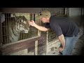 Feed a lion, tiger, cougar, bobcat or other exotic cat