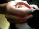 兔子健康檢查-鼻子和牙齒
