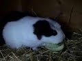 baby guinea pigs  from birth 