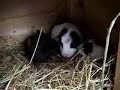 Baby Guinea Pigs (from birth)